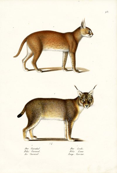 Caracal - Karl Joseph Brodtmann